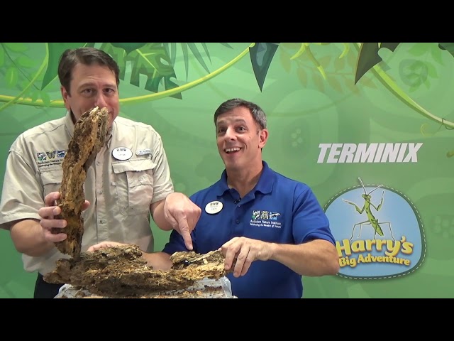 Cleanup Crew - Harry's Big Adventure | Terminix