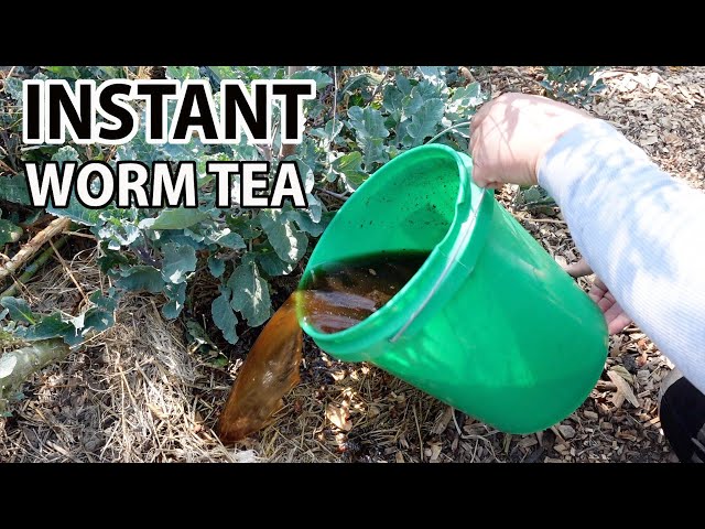Easy DIY Instant Worm Tea Garden Fertilizer Soil Amendment