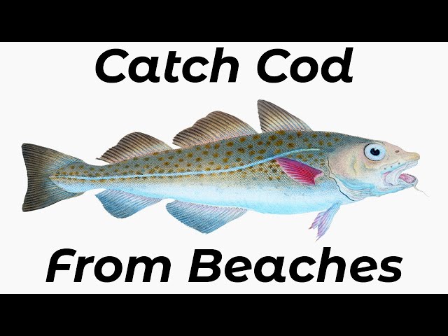 How To Catch Cod From Beaches (Shore Fishing UK) - Beginners And Improvers - Sea Fishing Tutorial