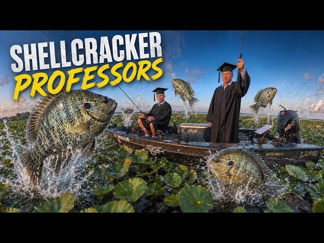 Why Shellcracker Professors Are Going Viral