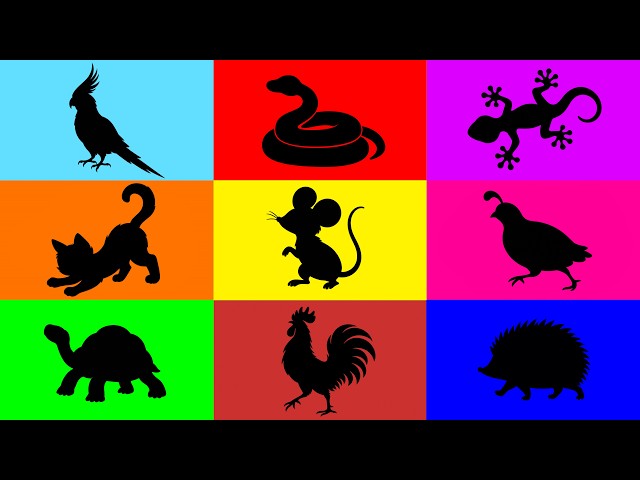 Pets: Kitten, Colorful Fish, Cockatiel, Hedgehog, Tortoise, Gecko, Quail, Rooster, Mouse, Ball Pytho