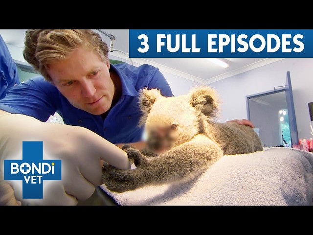 Non-Stop Bondi Vet: 3 Hours of Full Episodes | Bondi Vet