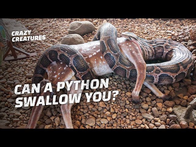 What Can This Python Swallow?