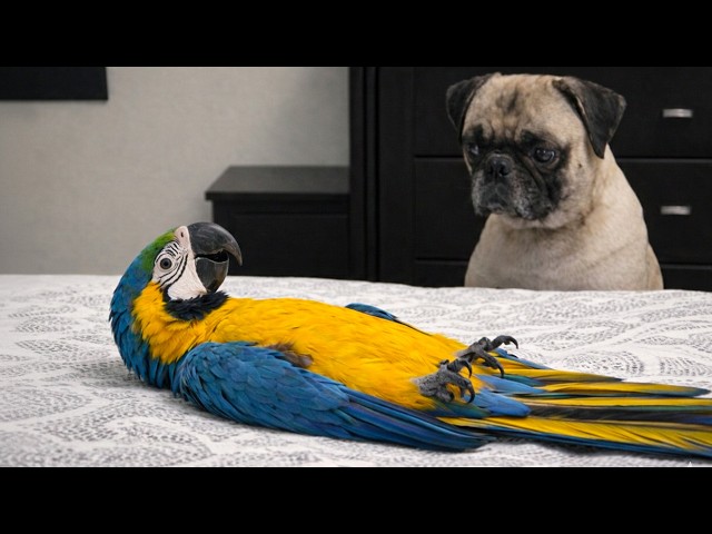 Talking Parrot Makes Fun Of The Dog… And The Dog Just Stares😂 🦜🐶