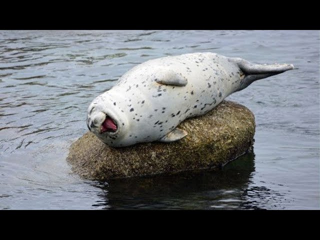Funniest Seal Moments with Human Level Comedy 😭