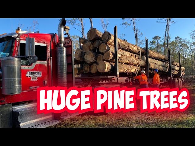 95,000 Pounds How Many Huge Pine Trees Does It Take