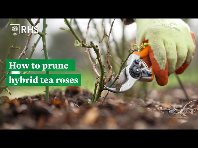 How to prune hybrid tea roses | The RHS