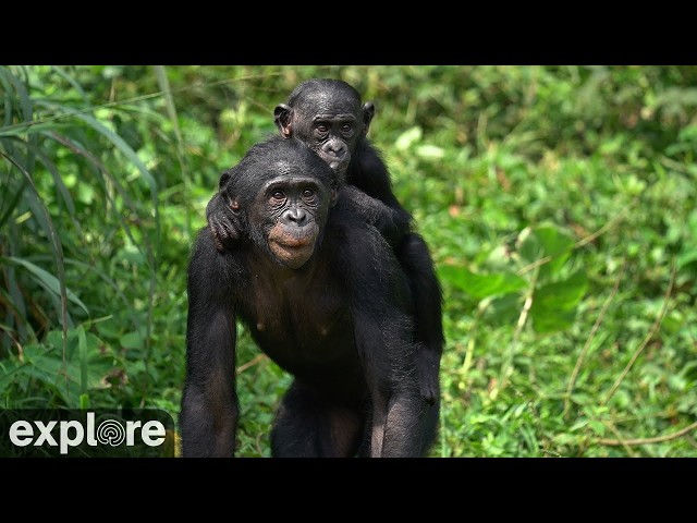 LIVE Baby Bonobo Cam: Nursery at Lola ya Bonobo Sanctuary – DR Congo | explore.org
