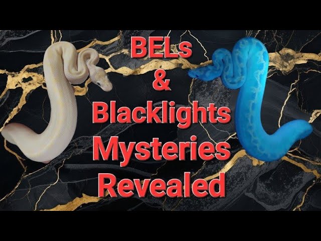 AMAZING Ball Python Hidden Patterns Revealed by Blacklight Will BLOW YOUR MIND!
