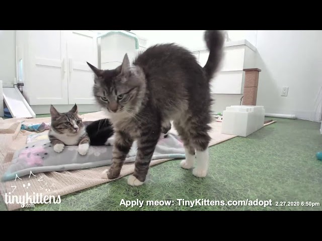 Ivan demanding his dinner is the best thing ever!  TinyKittens.com