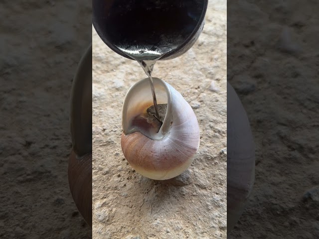 Snail Shell Molten Aluminum Casting Art #shorts #viralvideo #restoration #reels