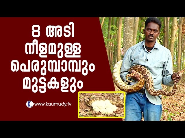 Amazing 8-feet Python and its eggs | Snake Master EP 243 | Kaumudy TV