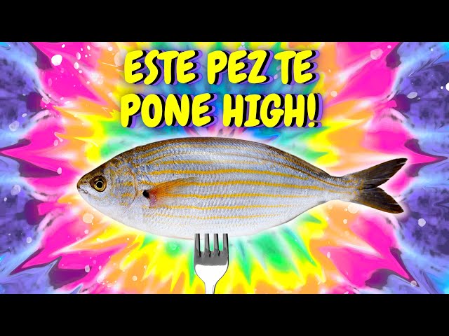 Sarpa Salpa, el PEZ de los SUEÑOS 🐟