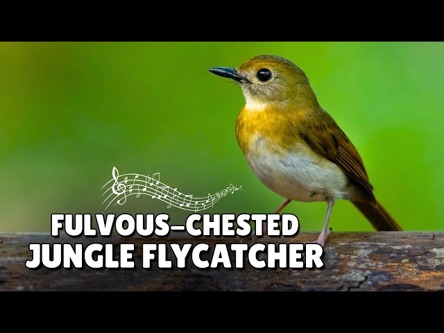 Pure Wild Recording: Fulvous-chested Jungle Flycatcher - HD Audio
