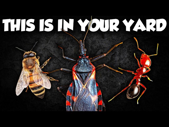 These are the Most DANGEROUS Insects in the US