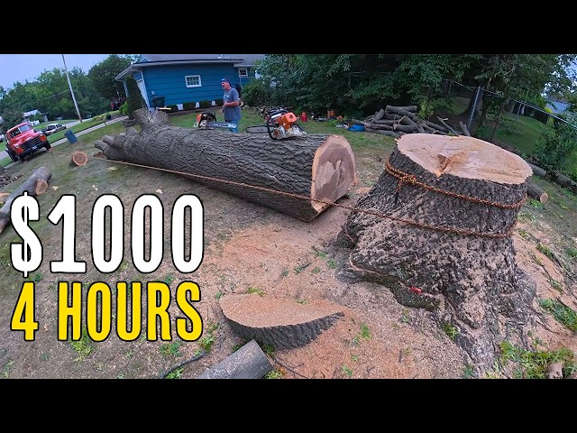 When Tree Work Pays The Bills