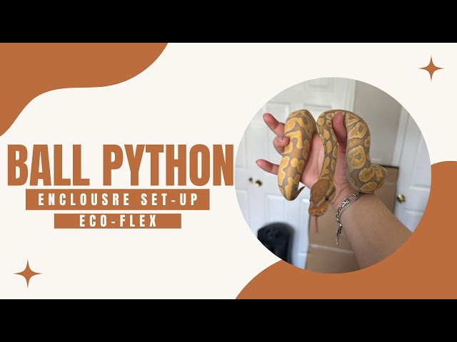 Ball Python Set-up!!! (Eco-flex)