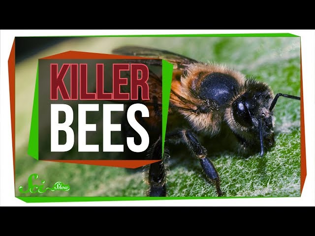 Killer Bees: The Real Zom-bee Apocalypse