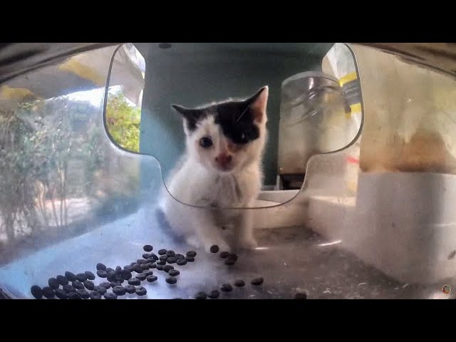 Auspicious Restaurant Compilation ft. Tiny Tuxedo Kitten! 😸💞 Hello Street Cat Edit