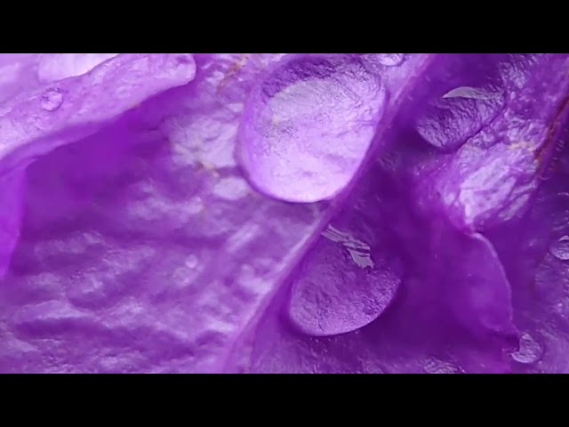 Morning Dew, A Fleeting Beauty