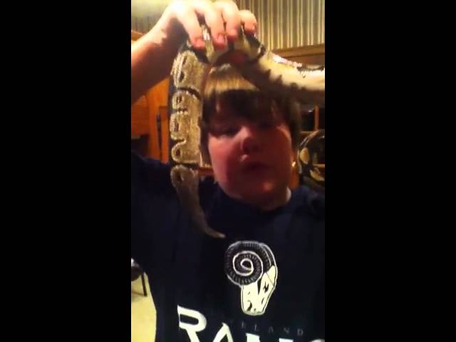 my normal ball python