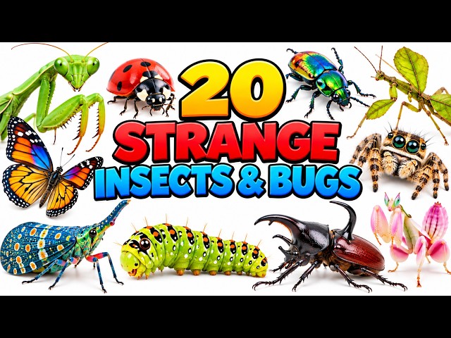 20 Strange Insects & Bugs Names With Fun Facts | Fun Learning for Kids