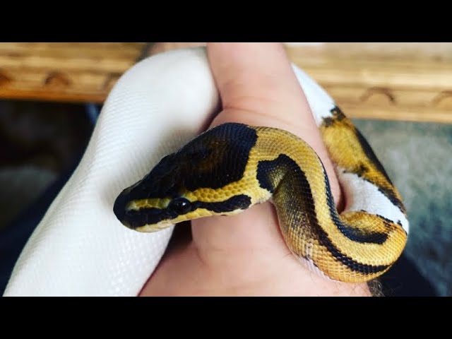 Unboxing Pied Ball Python From Morph Market