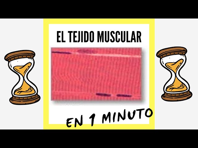 Muscle Tissue in 1 Minute