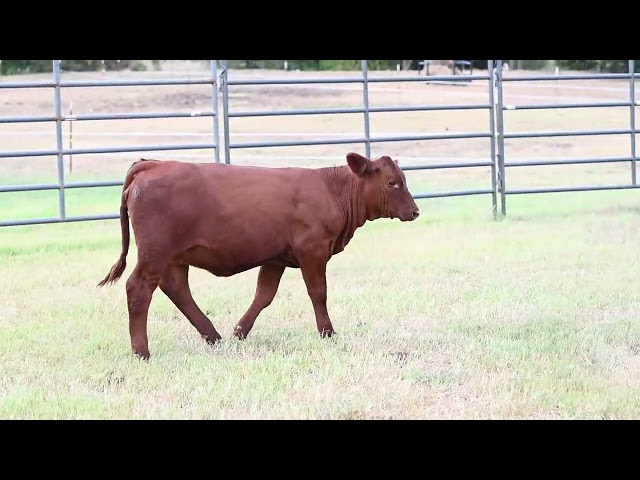 The Beefmaster Revolution Vol 3 Tassin-1