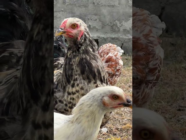 First Time On My Farm - Golden Buff Brahma Hen | New Entry in Gilgit | BhramaAstroGB