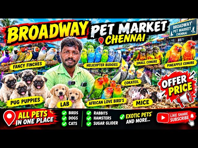 💥🤯 SS FORM broadway pet market chennai #shorts #shortsfeed #pets #petlover 