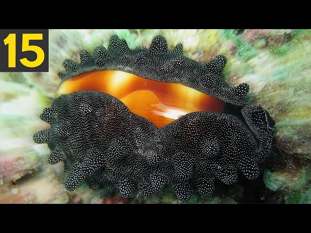 15 STUNNING Beach Shell Creatures
