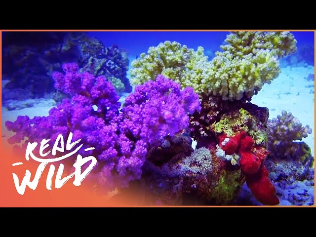 Red Sea Reefs: The World Beneath The Waves (Wildlife Documentary) | Real Wild