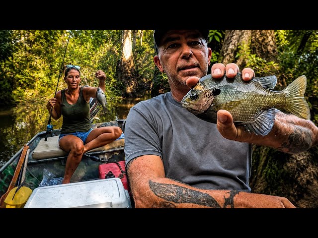 The bream are hungry!