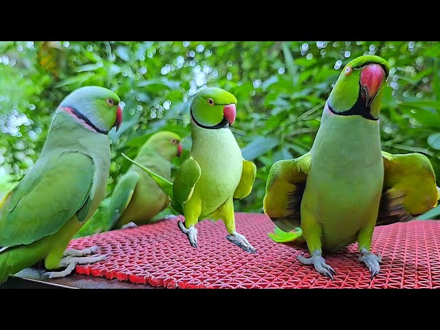 Parrot Talking Compilation