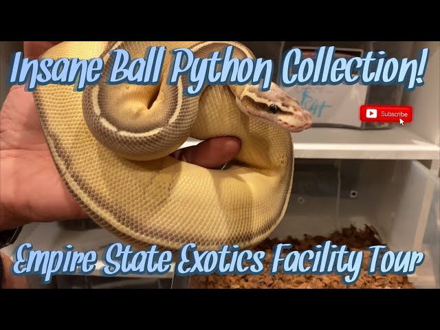 Extremely Rare And Expensive Ball Python Collection! Empire State Exotics Facility Tour | Part 1.