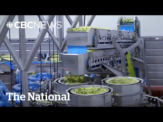 Explosive diarrhea culprit is Taylor Farms lettuce from Mexico: U.S. officials
