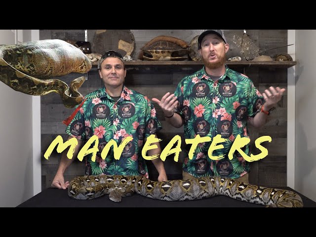 Man Eating Reticulated Pythons. Should people fear these snakes?!