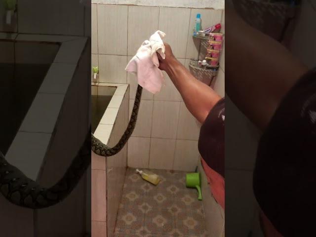 RETICULATED PYTHON CAPTURE - SAWAK