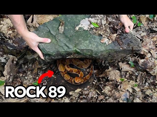 I Flipped Rocks and Found Venomous Snakes...