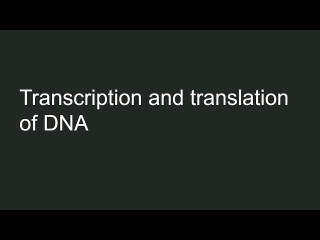PythonForAI2026 DNA Transcription and translation