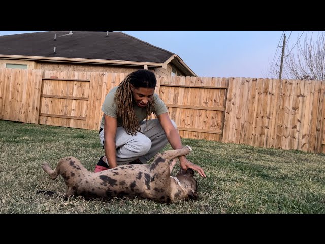Hyena Pitbull Bites Owner [GRAPHIC]