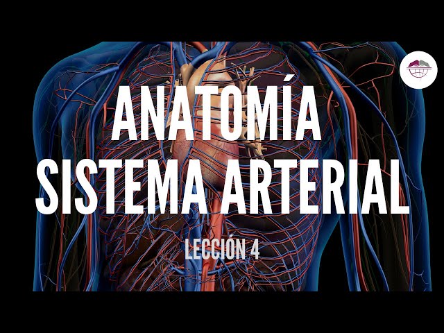 4. ANATOMÍA SISTEMA ARTERIAL (ESTRUCTURA Y FUNCIÓN DEL SISTEMA CARDIOVASCULAR)
