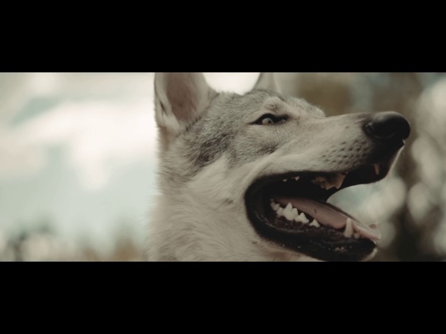 Full - Alabama (Videoclip Oficial)
