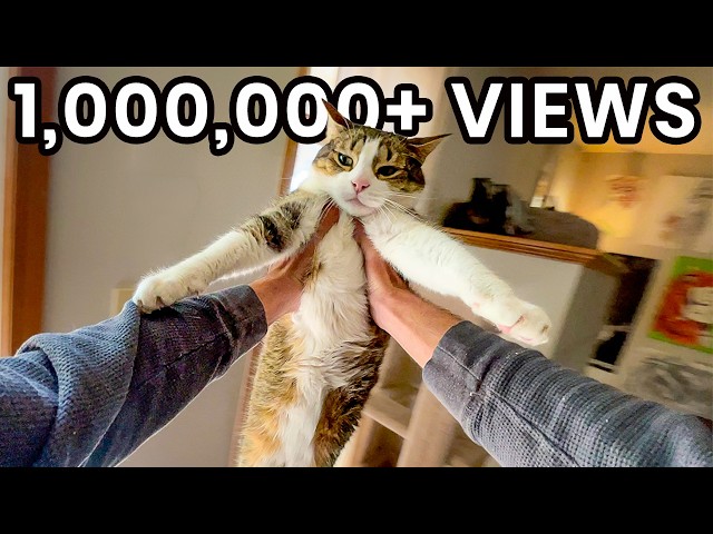 8 Minutes Of My Cat Crashing Out | Best of Gulliver Compilation!