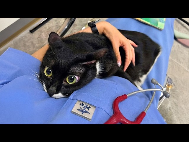 Overdramatic Cats Accidentally Realize They're at the Vet 🤣 Funny Cat Videos 2026