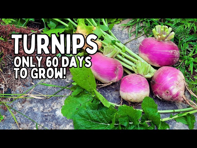 Why TURNIPS are the Ultimate 60-Day Survival Crop (GROW, Eat, & Fodder)