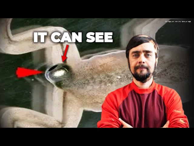 Scientists Grew An Eye In The Wrong Place. Then Things Got Even Stranger.