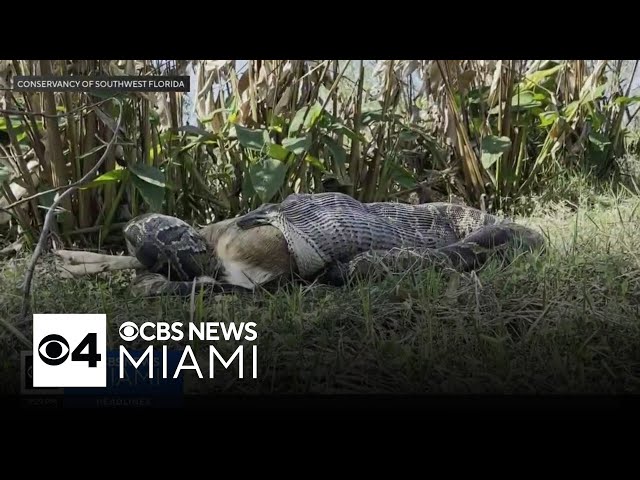 Burmese pythons can eat bigger prey than realized, Florida scientists warn