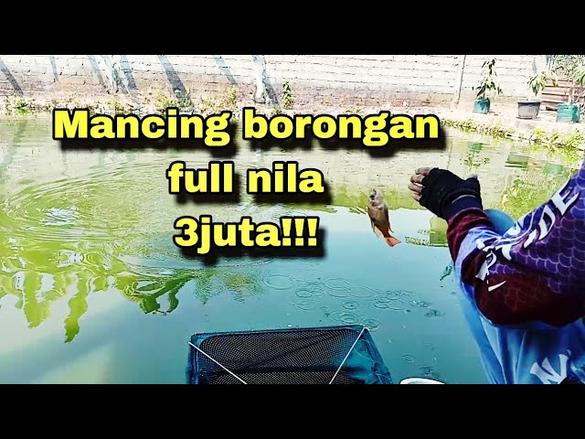 Got a stall on the side of the pond ❗❗❗ fishing wholesale 3 million ❗❗❗